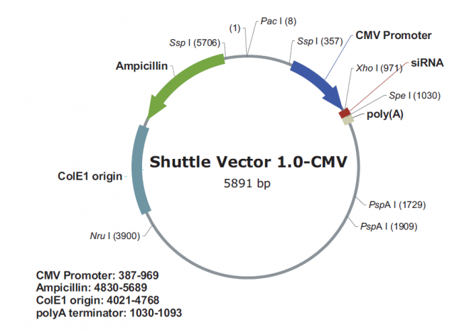 pSilencer adeno 1.0-CMV载体图谱